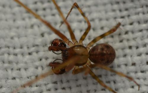 Labulla thoracica